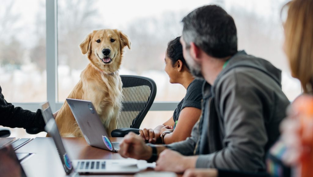 Pets at work: a win-win to people and businesses